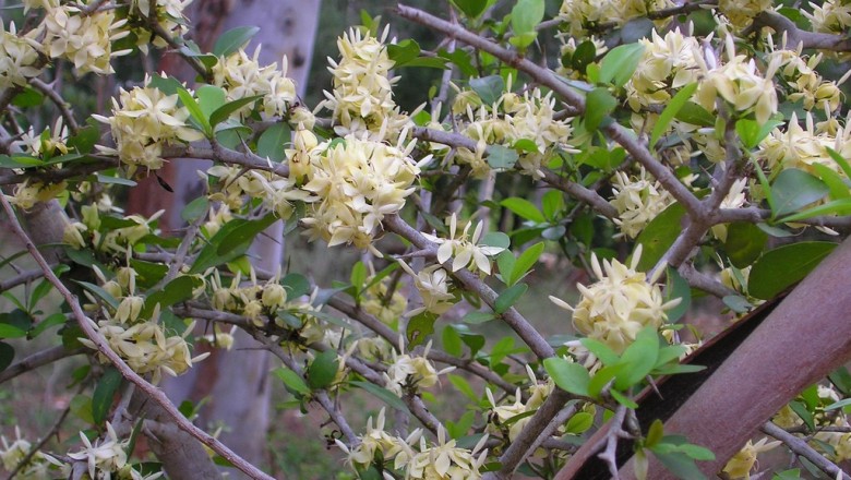 Cây Găng chụm. Fagerlindia fasciculata - Cây Thuốc Nam Quanh Ta